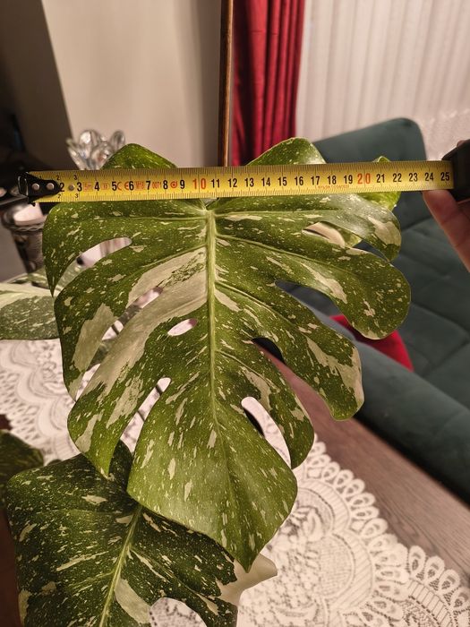 Monstera thai constellation