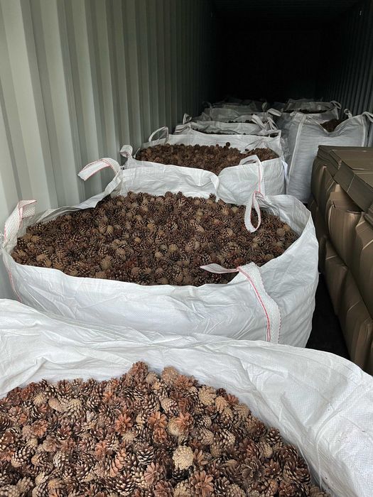 Szyszki sosnowe bez nasion DIY ozdoby dekoracje 500 sztuk paczka 4 kg