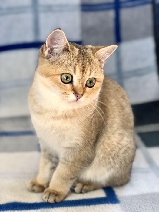 Чудова золота шиншилла. Купити в Київі в Україні. Розплідник.