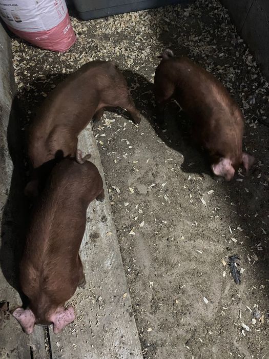 Duroc puros e cruzados