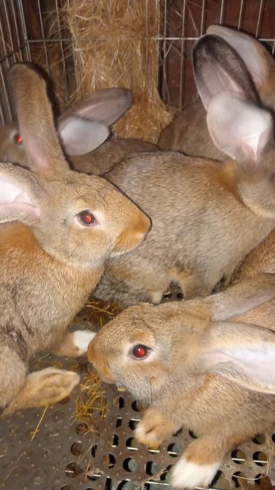 Coelhos Caseiros
