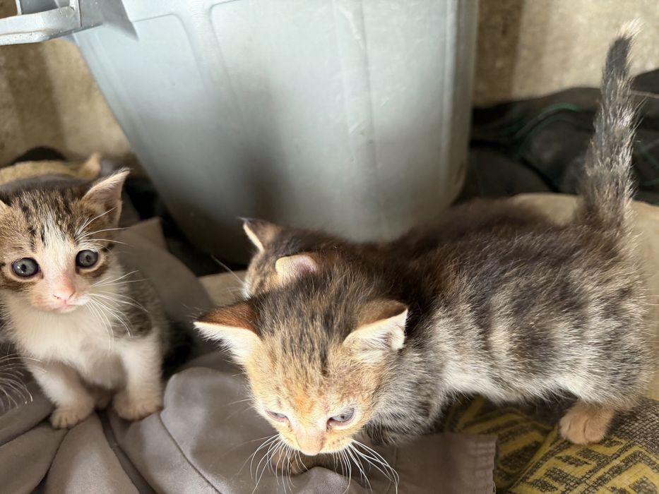 Dão-se 4 gatinhos