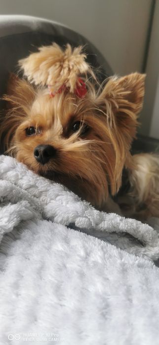 Yorkshire terrier Suczka/Piesek