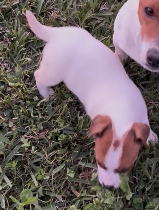 Jack russel qualidade