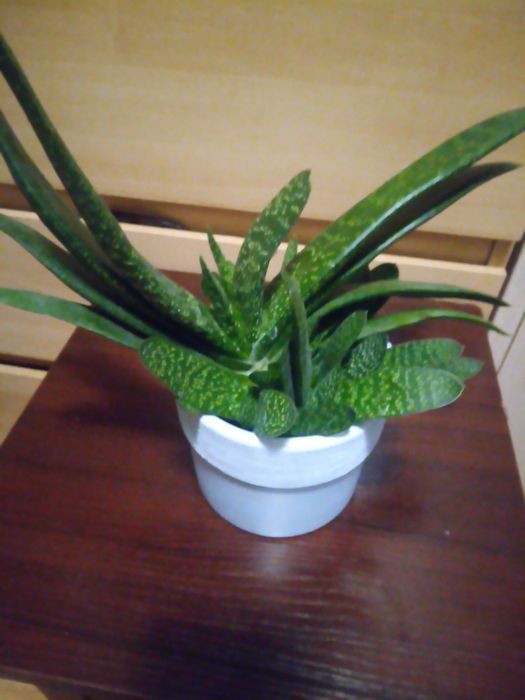 Gasteria odnóżki