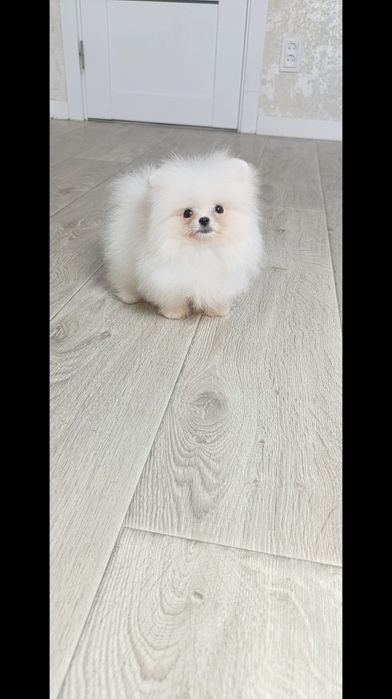 Біленький хлопчик