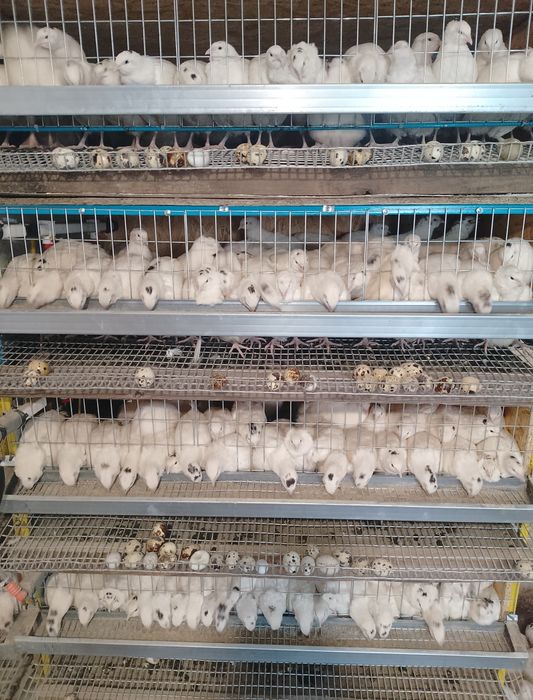 Всегда в наличии!!! Подрощеные и несушка (Техас)