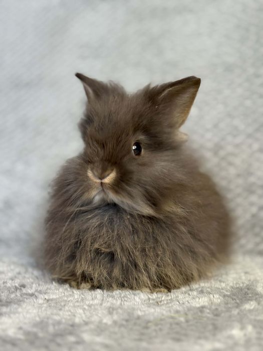 Karzełek tedi długowłosy,mini Lop króliczek ministurka