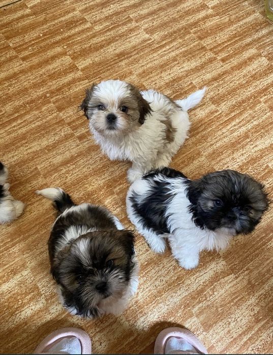 Вязка ши-тцу