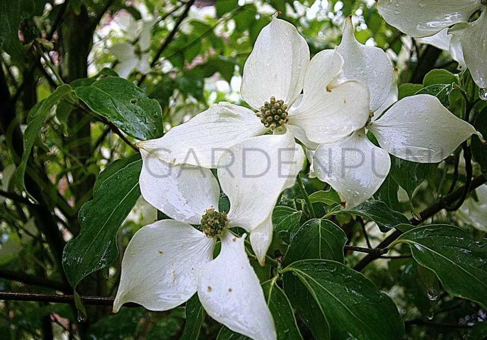 Dereń kousa China Girl Satomi Beni Fuji Teutonia Weiting Select CORNUS