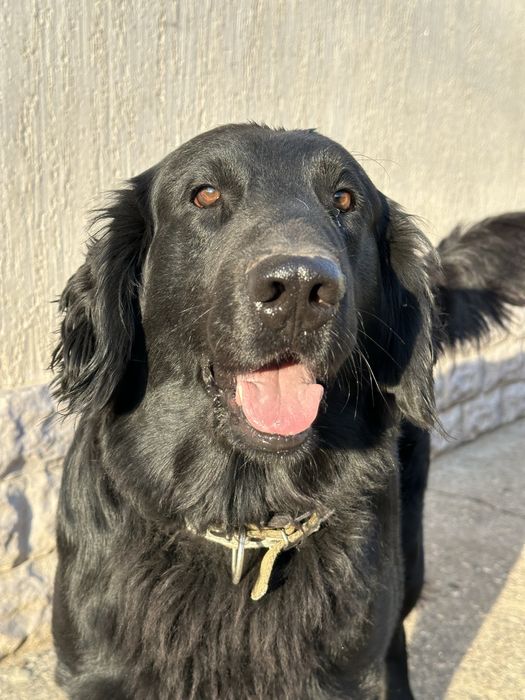 Прямошерстный ретривер