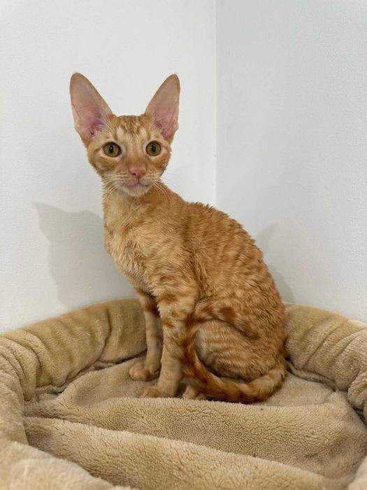 CORNISH REX - Dostępny kocurek o imieniu GANDALF Hodowla: MatiMalwa*PL