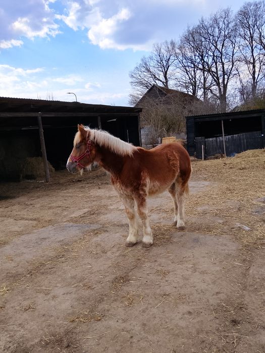 Sprzedam ogierka zimnokrwistego