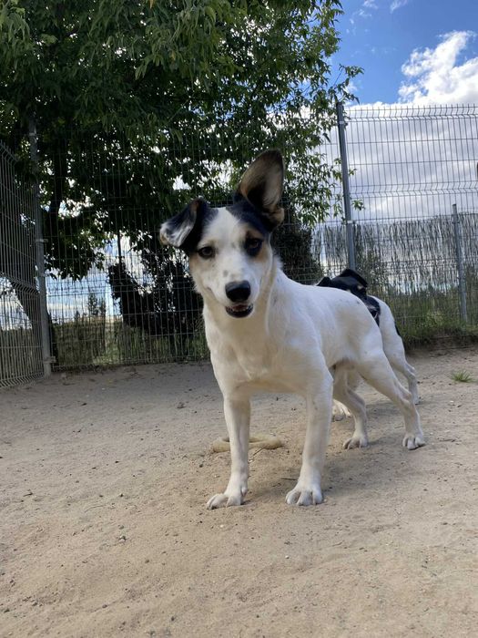 SMYK pies lękliwy adopcja schronisko