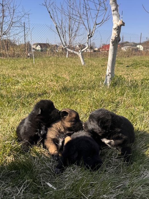 Цуценята метиси вівчарки, 4 хлопчики
