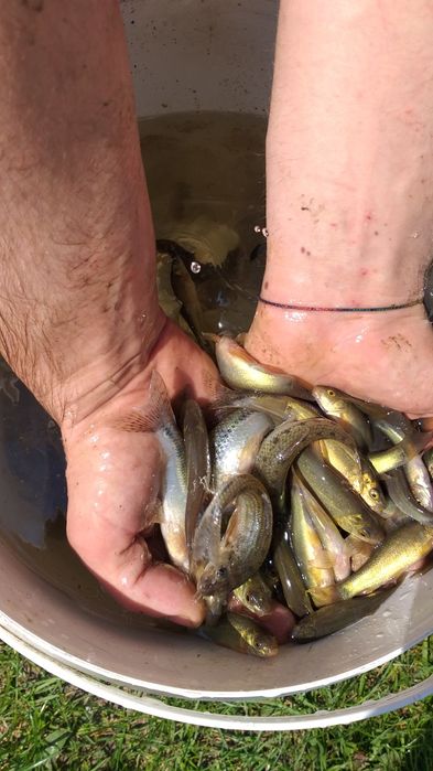 Karasie liny kielbie