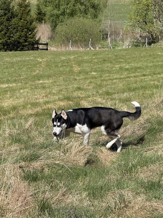 Suczka husky  10 miesiecy