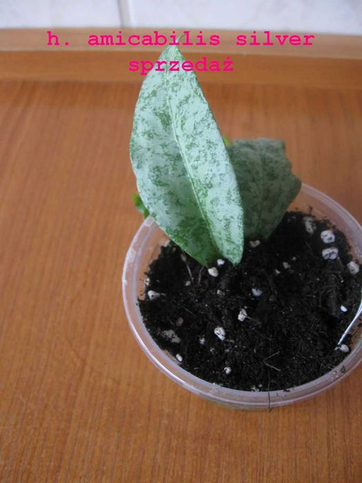 hoya amicabilis silver kolekcja roślina rarytas rzadkość unikat