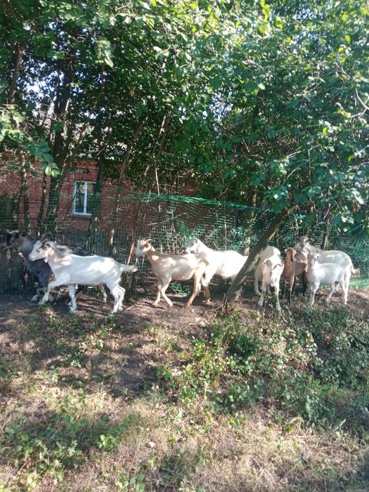 Козинята домашни