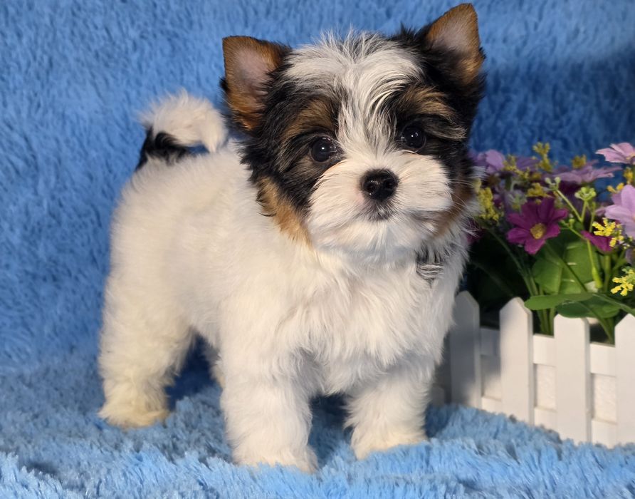 Хлопчик бівер йорк. КСУ.