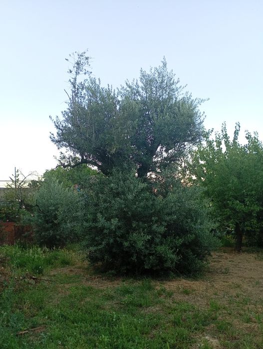 Oliveiras  ( Olea europaea )