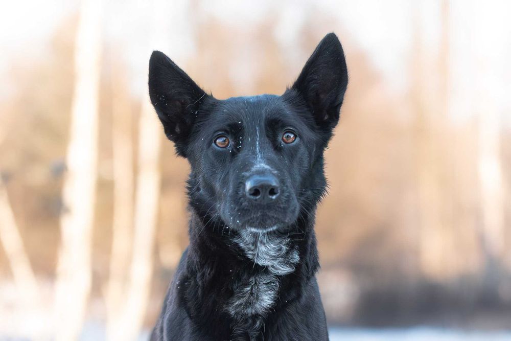 energiczna arystokratka Hilda