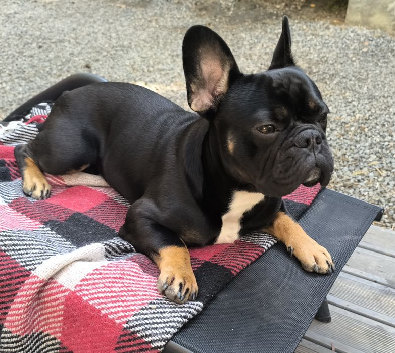 Французький бульдог для в’язки / гарна генетика