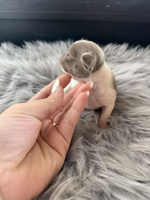 Menina  Chihuahua  lindissima “ de bolso.