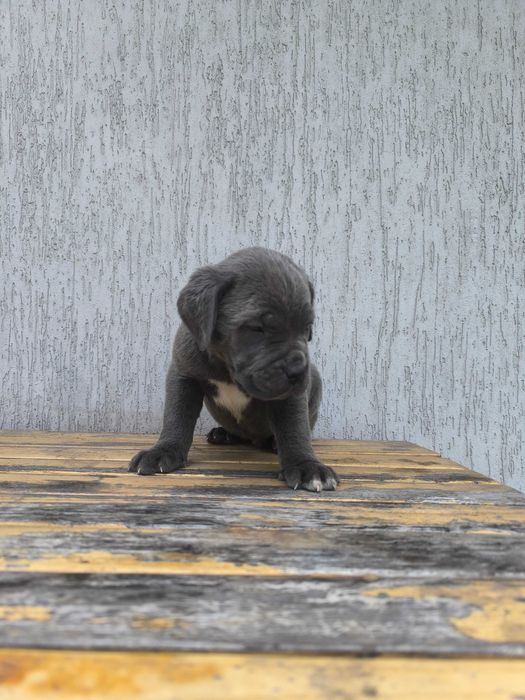 cane corso szczeniak
