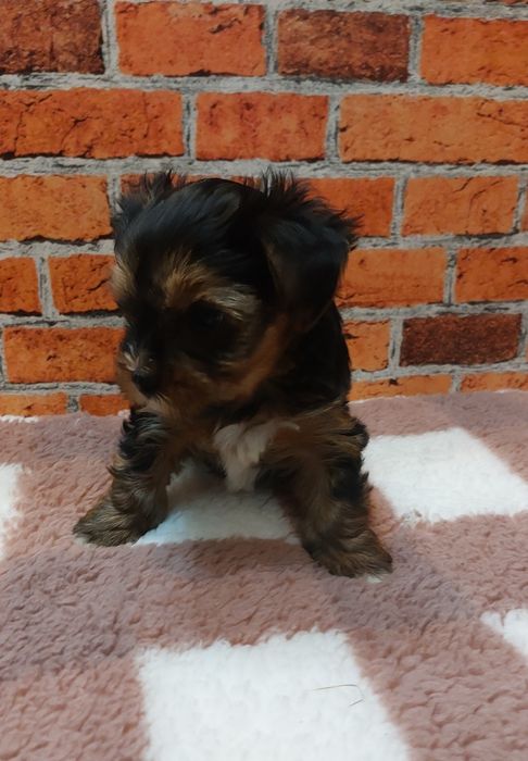 Chlopak yorkshire terrier