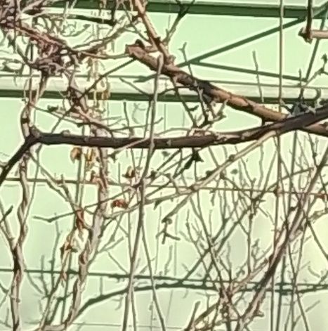 Фарба фасадна акрилова