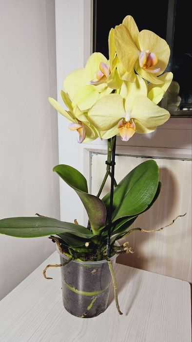 Чарівна орхідея, мультифлора, 2 стволи