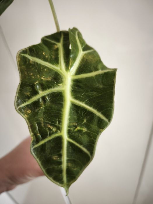 Алоказия Полли .