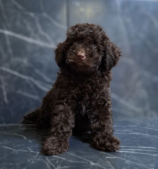 Той пуделЬ.  Хлопчик