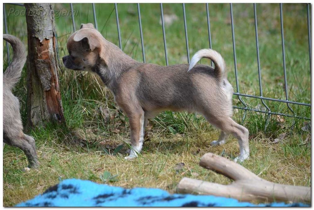 Chihuahua mini piesek