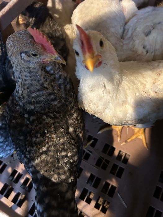 Galitos cruzados de legorne