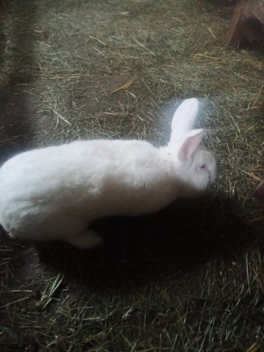 Na sprzedaż samce termondzkie