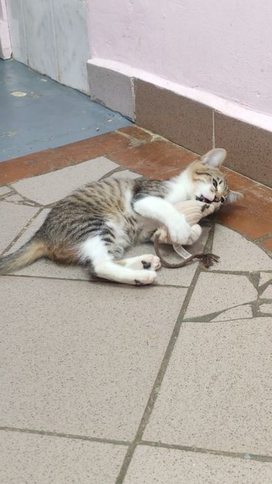 Отдам котят, от 5-8 мес