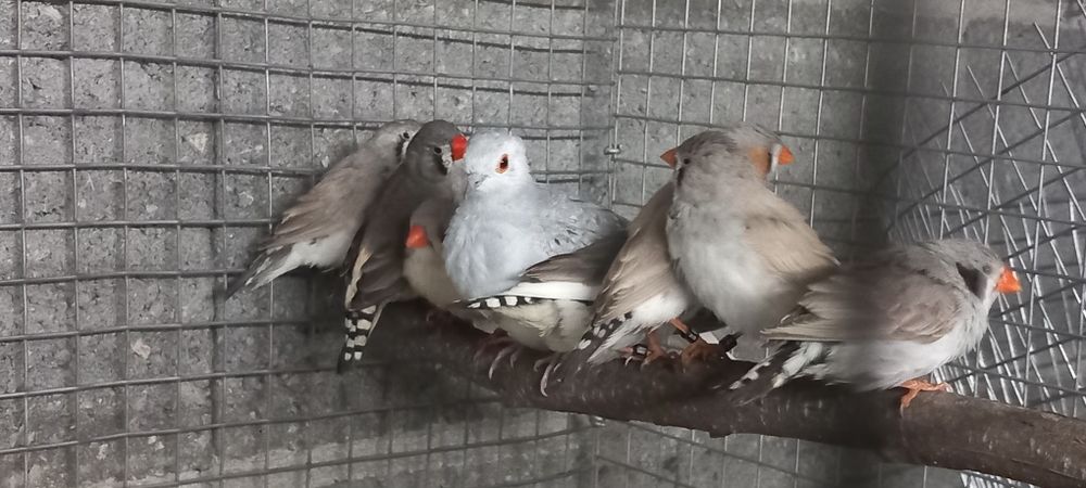 Manderins disponíveis