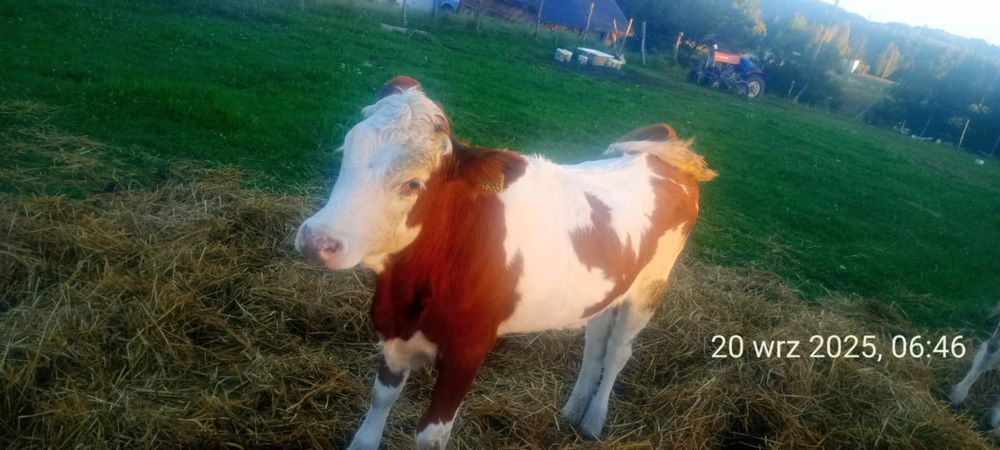 Dwie cieliczki simental