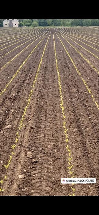 Siew kukurydzy zmienne dawkowanie zbior kompleksowe uslugi