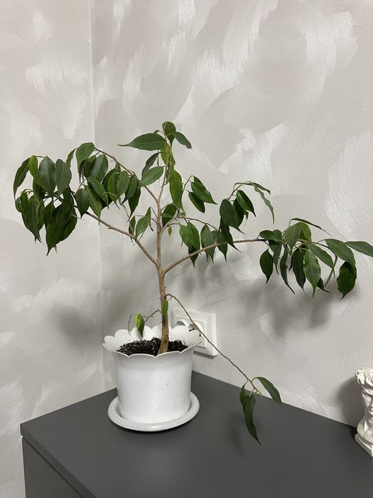 Фікус Бенджаміна