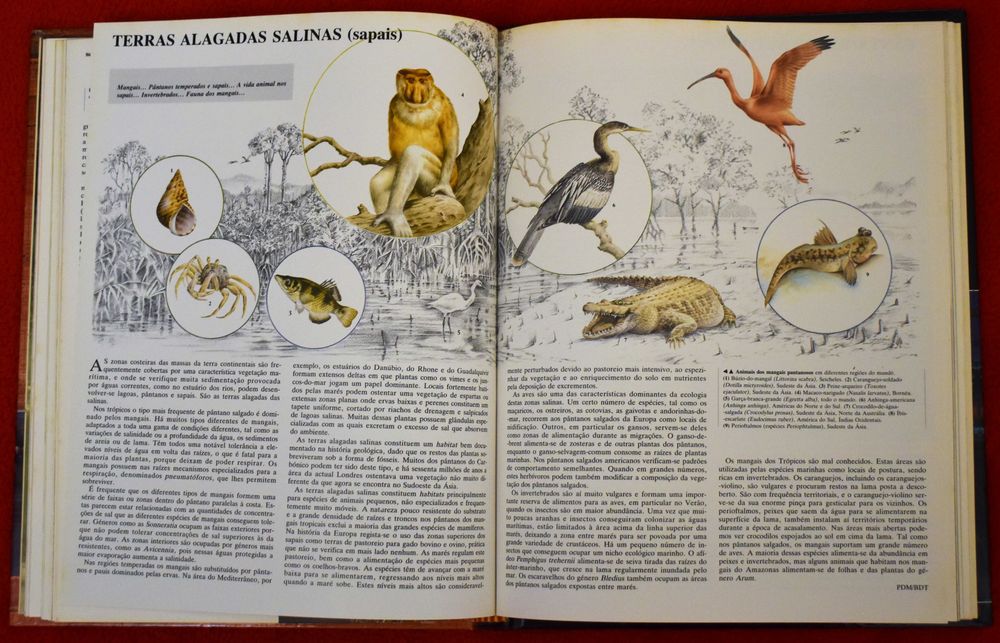 Animais de Todo o Mundo: Ecologia Animal