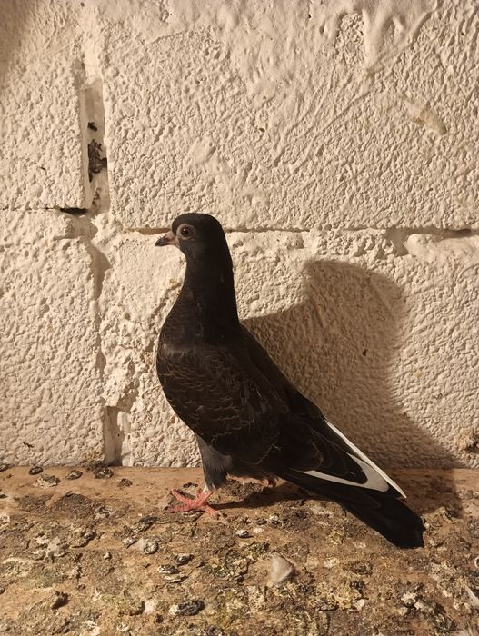 Pombos de raça cambalhota português e correias