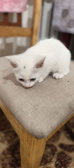 Віддам ласкавих котиків від сіамської кішки