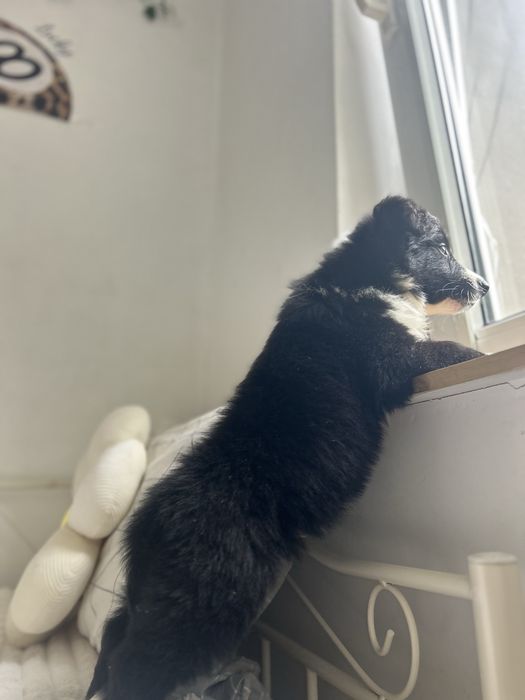 Border collie z rodowodem gotowe do odbioru