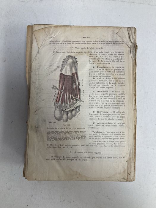 2 Livros antigos Tratado de Anatomia Humana, L. Testut