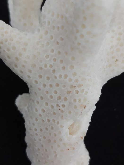 Kolekcjonerski okaz koralowca białego.