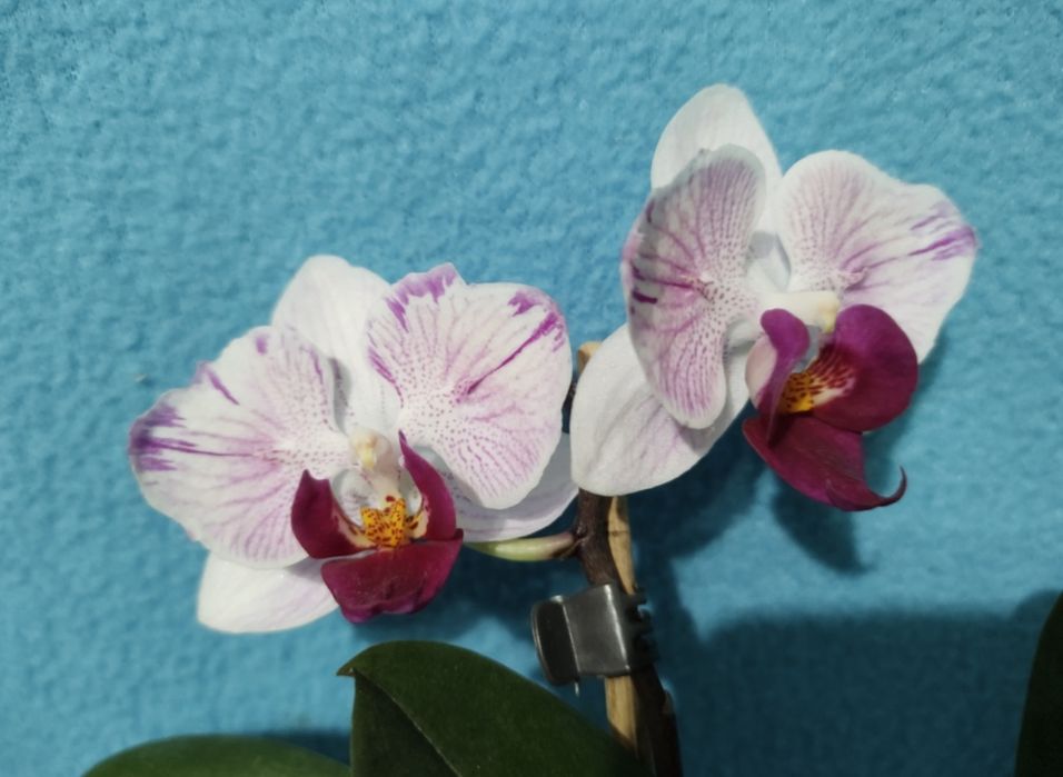 Орхідеї мультіфлори фаленопсіси