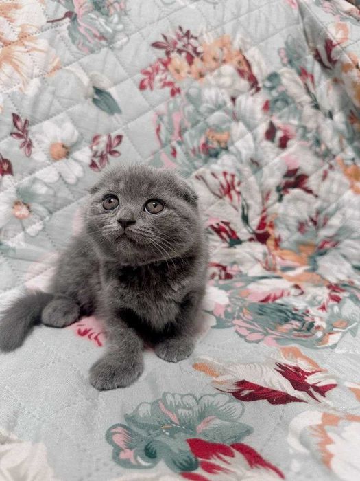 Gatinha muito querida, fofinha e carinhosa.